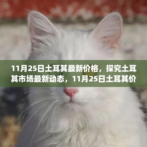 11月25日土耳其最新價格，探究土耳其市場最新動態(tài)，11月25日土耳其價格走勢及其影響