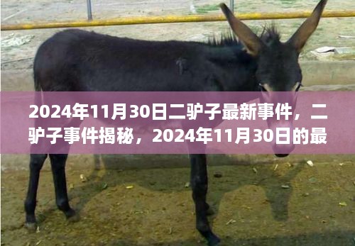 二驢子事件揭秘，最新篇章揭曉于2024年11月30日