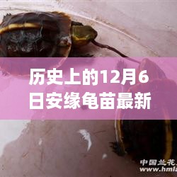 探尋自然美景的心靈之旅，歷史上的安緣龜苗最新報(bào)價(jià)揭曉在12月6日