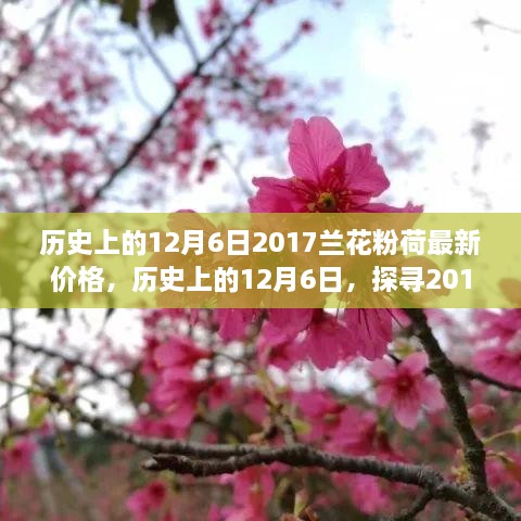 歷史上的12月6日，探尋2017蘭花粉荷最新價(jià)格與市場(chǎng)影響