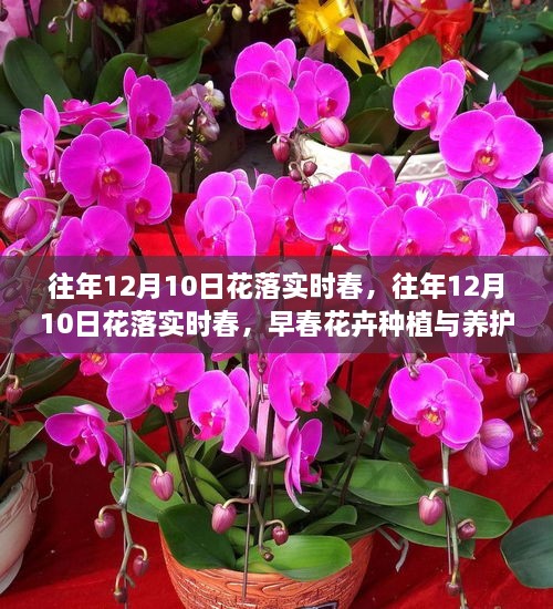 早春花卉種植與養(yǎng)護(hù)全攻略，12月10日花落實(shí)時(shí)春的種植與養(yǎng)護(hù)指南