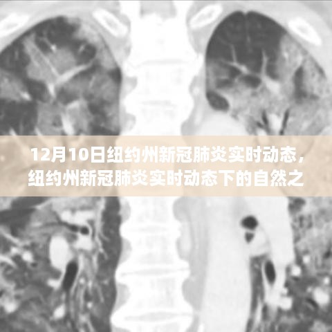 紐約州新冠疫情實時動態(tài)下的自然之旅，尋找心靈寧靜與平和