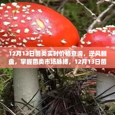 掌握菌類市場(chǎng)脈搏，12月13日菌類實(shí)時(shí)價(jià)格查詢及其啟示