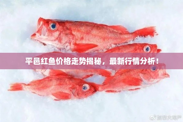 平邑紅魚價格走勢揭秘，最新行情分析！