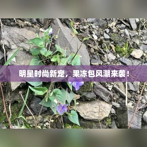 明星時尚新寵，果凍包風(fēng)潮來襲！