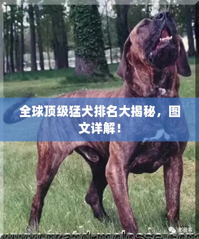 全球頂級猛犬排名大揭秘，圖文詳解！