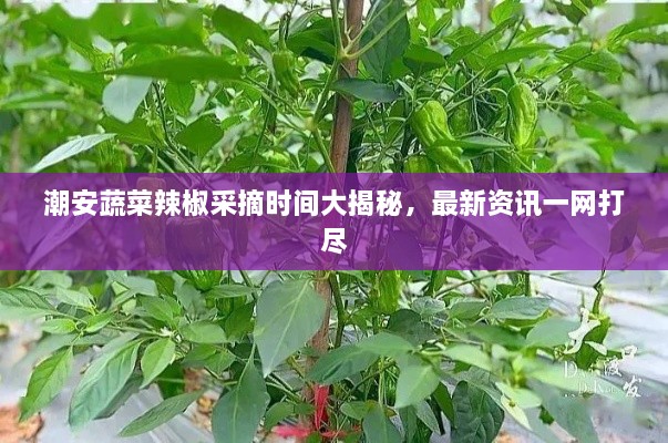 潮安蔬菜辣椒采摘時間大揭秘，最新資訊一網打盡