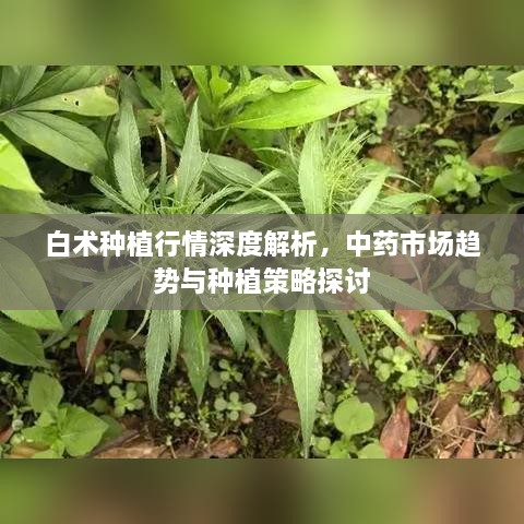 白術(shù)種植行情深度解析，中藥市場趨勢與種植策略探討