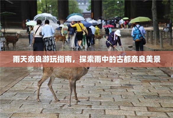 雨天奈良游玩指南，探索雨中的古都奈良美景