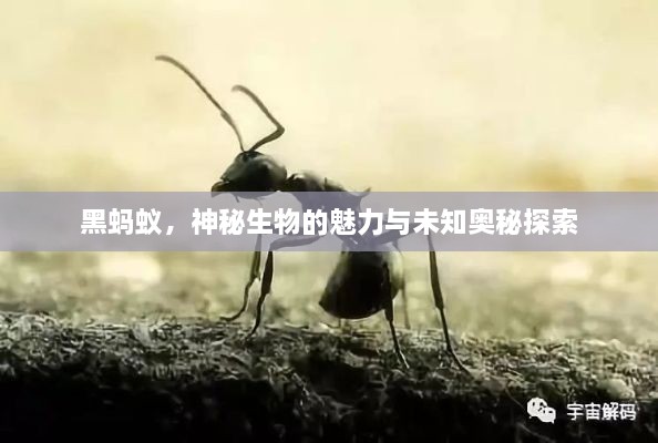 黑螞蟻，神秘生物的魅力與未知奧秘探索