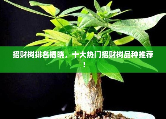 招財樹排名揭曉，十大熱門招財樹品種推薦！